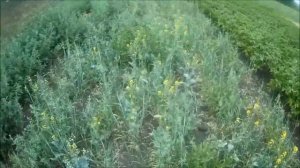 Урожай зелени по системе Овсинского. Ищем влагу после 2 месяцев засухи.