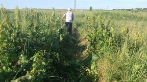 Роторная косилка для мотоблока. Кошу как трактор. Заготавливаем сено с помощью мотоблока Нева.