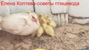 Индоутки. Мускусные утята в ноябре.