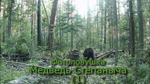Фотоловушка   Медведь Степаныча ))  (1)
