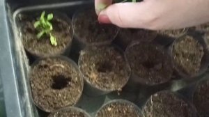 Гвоздика китайская. Пикировка,прищипка.