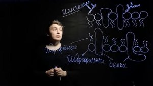 Строение и функции клеточной мембраны для ЕГЭ.| Andrey Biology