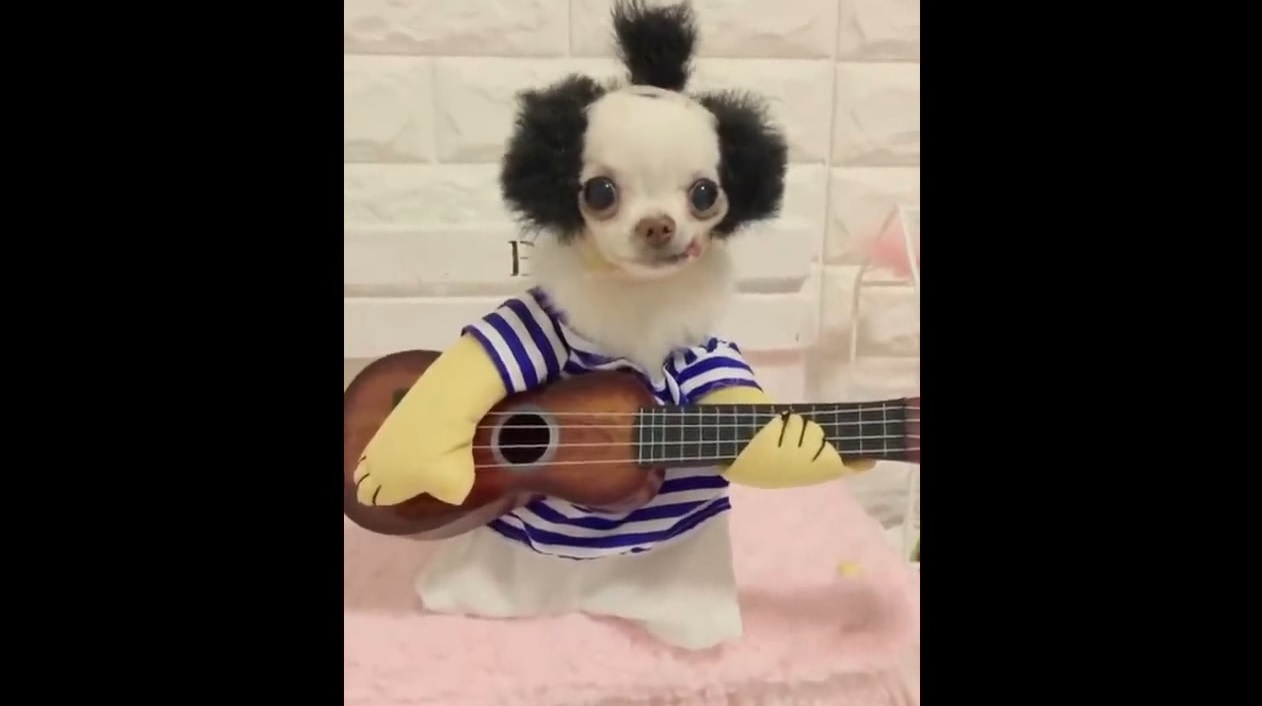 Смешные питомцы #12 смотреть онлайн