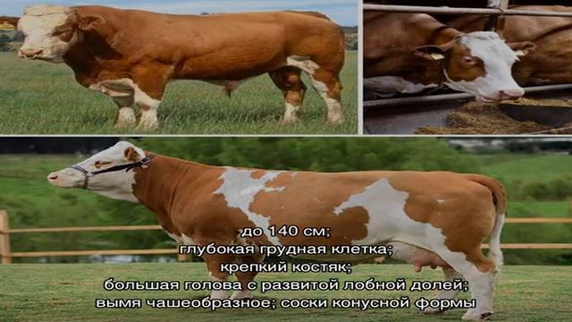 Симментальские коровы – универсальная порода КРС
