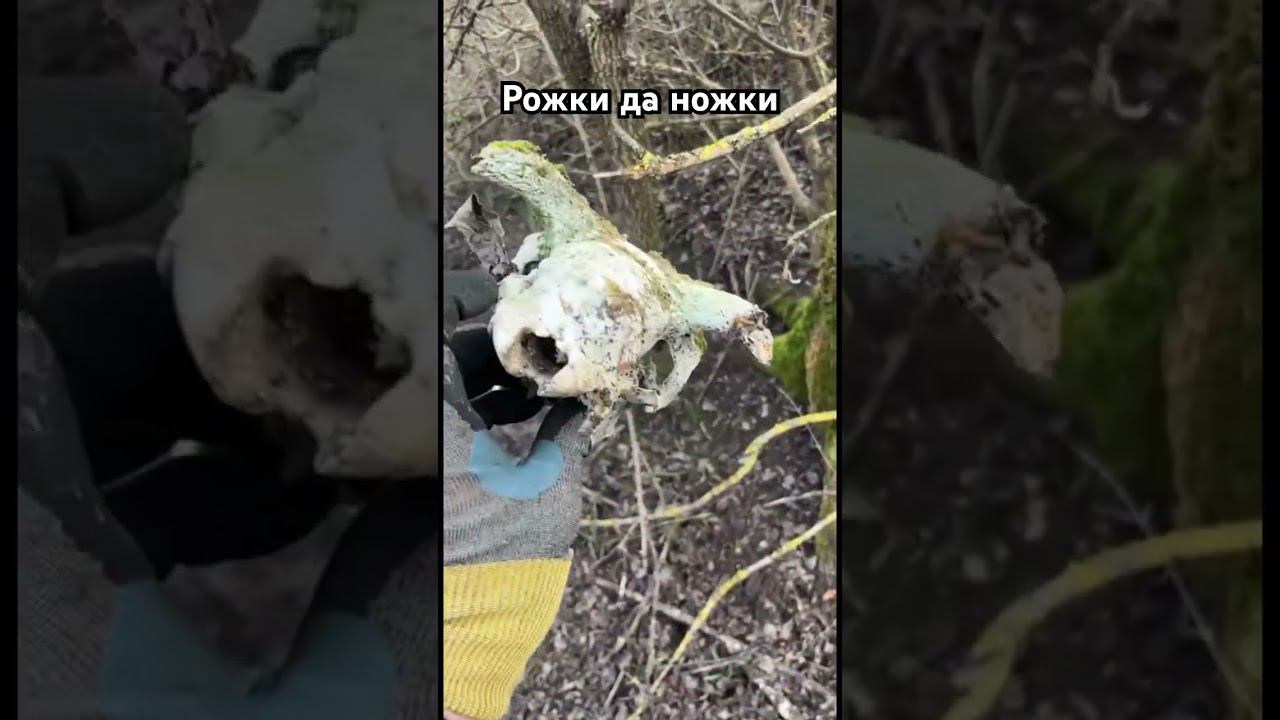 Необычные находки на полях