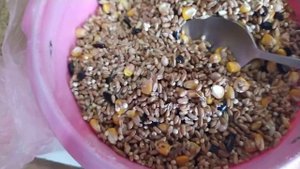Рыбий жир,рыбная мука для голубей.Fish oil, fish meal for pigeons.Useful tips for pigeons.