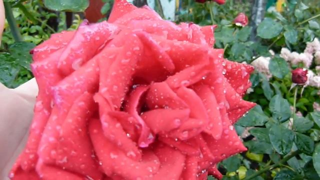 Осенние цветение Делии и Супер Гранд аморе) смотреть онлайн