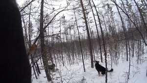 Охота на соболя с лайками. Первая самостоятельная работа Урты по соболю