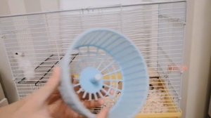 Уборка в клетке у хомяка!??#хомяк #уходзахомяком  #джунгарскийхомяк #уборкавклетке #содержаниехомяк