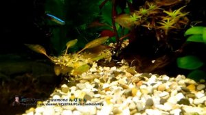 Эхинодорус мелкоцветный Тропика – ОБНОВКИ в АКВАРИУМЕ. Аквариумные растения