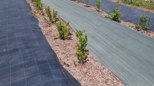 200 кустов голубики спустя год после высадки.
