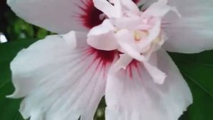 Hibiscus syriacus 'Lady Stanley', Hardy Hibiscus.