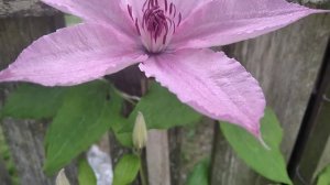 Клематіс Hagley Hybrid. Хеглі Хайбрід.