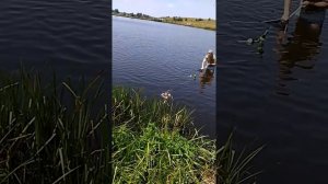 Ловля толстолоба.Трофейный толстолоб на технопланктон.