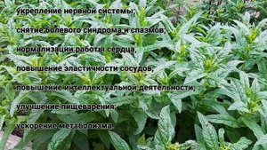 Польза и вред мяты !