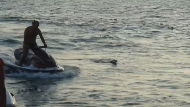 Скинул собаку на ходу с гидроцикла смотреть онлайн