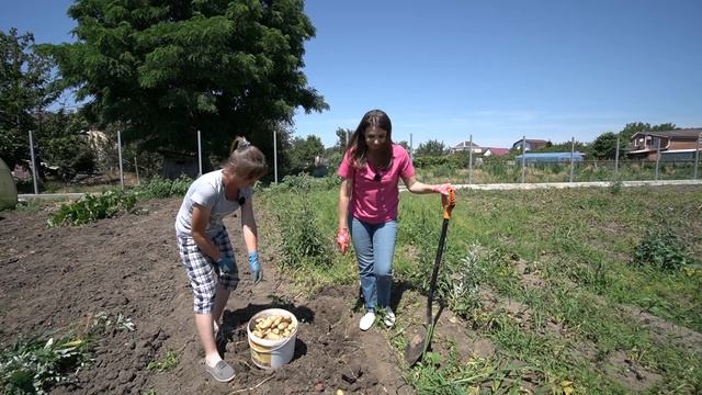 Собираем урожай на даче. Картофель, малина, редис и зелень со своего огорода