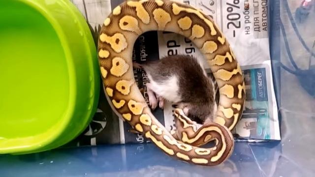 Кормление королевского питона (Python regius Lesser Pastel) смотреть онлайн