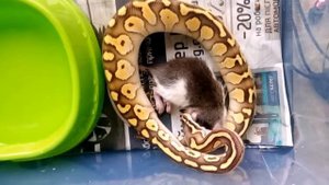 Кормление королевского питона (Python regius Lesser Pastel)