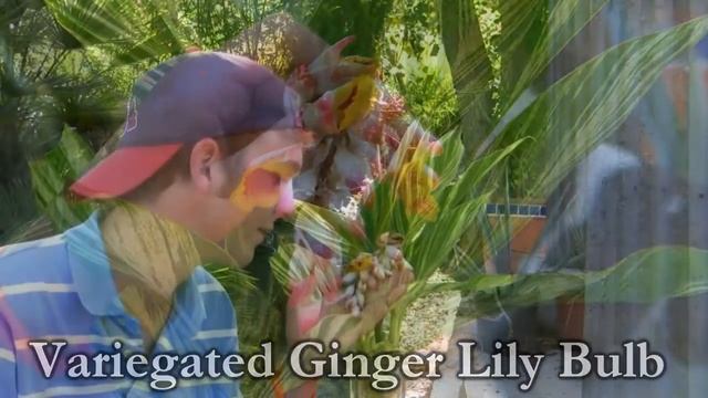 *Variegated Ginger Lily Bulb* +Alpinia zerumbet, 'Variegata'+Striped+