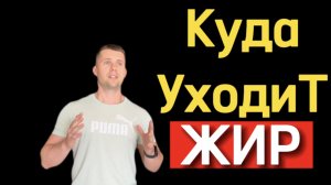 Куда уходит жир во время похудения