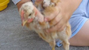 Мультики для детей про цыплят ?ДОМАШНИЙ ЦЫПЛЕНОК КОМО НА ДИСКОТЕКЕ☀ Веселые мультики про цыплят