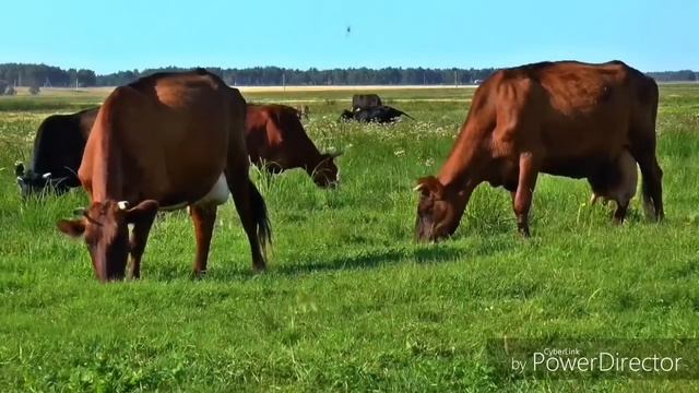 ДРОЖЖЕВАНИЕ по рецепту ЛУЧШЕГО ЗООТЕХНИКА СТРАНЫ// ДЛЯ КУР, УДОЕВ и ПРИВЕСОВ