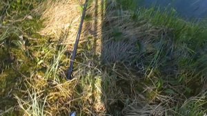 Озеро Хенеярви берега которого кишат змеями...