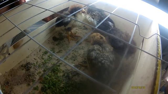 Беломышечная болезнь цыплят. Обращение к подписчикам. смотреть онлайн