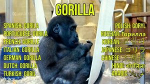 THE GREAT APES - Gorillas, Orangutans, Chimpanzees, and Bonobo Apes - Ape Monkey & Ape Sounds