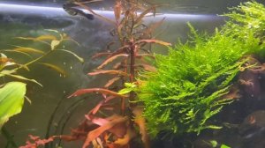 Пузырение растений в аквариуме - Перлинг