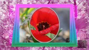 Вариации в весенних тонах.