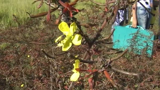 Parque Canela de Ema, paisagismo de alcance social- vídeo Selecionado para a 4° Mostra do CTV смотреть онлайн