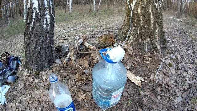 Как собирать березовый сок / Правильно и безопасно для деревьев смотреть онлайн