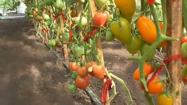 С каких томатов можно брать семена? Заготовка семян в домашних условиях. смотреть онлайн