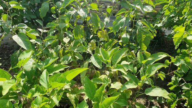 Баклажаны в открытом грунте - мои "золотые" правила выращивания баклажан смотреть онлайн