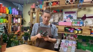 Пилея Сильвер Три - неприхотливое комнатное растение | Любовь с первого взгляда |Серебряное чудо.