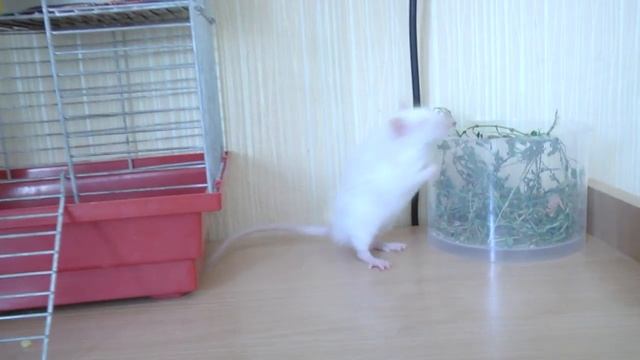 Кошка знакомится с крысом смотреть онлайн