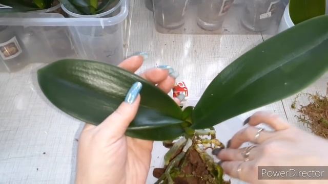 Посадка Орхидей/Грунт из Магазина/Торф Опилки Уголь?♀️?♀️?♀️а где Кора?Не покупайте этот Грунт смотреть онлайн