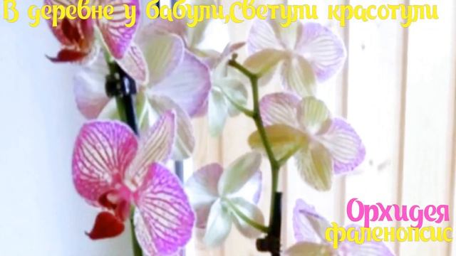 Секрет постоянного цветения орхидеи.Мои комнатные цветы.