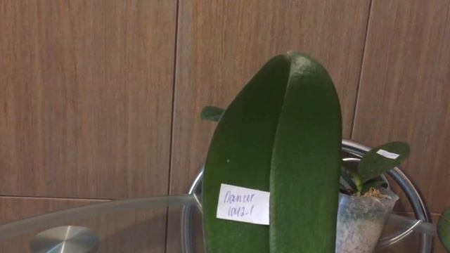 Долгожданные новинки. Орхидеи Dancer, Red Rose, Liu s Fantasy, Green Betman и еще одна))))) 1 часть смотреть онлайн