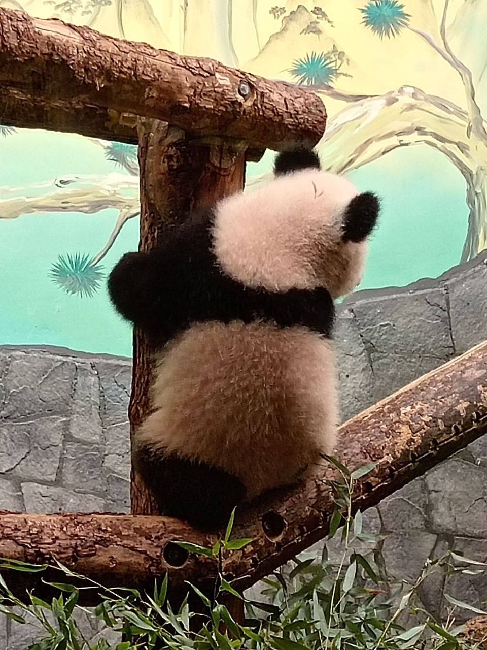 Панда | Катюша на шаре | Московский зоопарк
