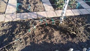 Сокодвижение Винограда в Московской области  19 марта 2020