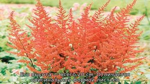 Виды астильбы