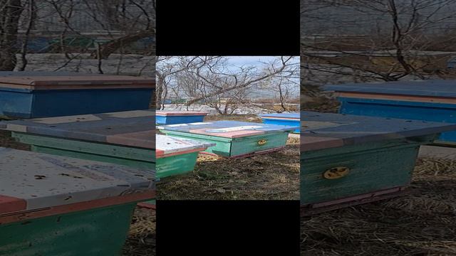 понесли первую пыльцу