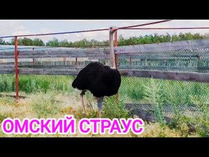 СТРАУСИНАЯ ФЕРМА/ОМСКИЙ СТРАУС/УСТЬ -ЗАОСТРОВКА