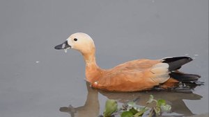 Огарь - Tadorna ferruginea