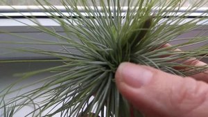 Тилландсии атмосферные. Моя мини коллекция.