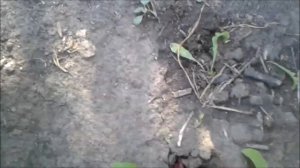 свёкла/рассада свёклы/рассадить рассаду свёклы просто!!