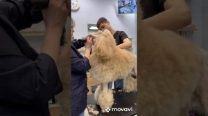 Груминг пуделя